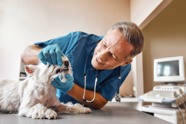 Best Emergency Dental Services for Seniors in Sturgis, MI